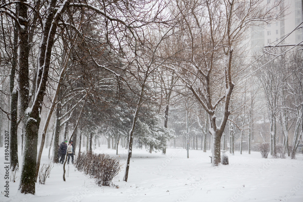 Obraz premium Blizzard. snowstorm in forest. strong snowstorm in park. snow-covered trees.