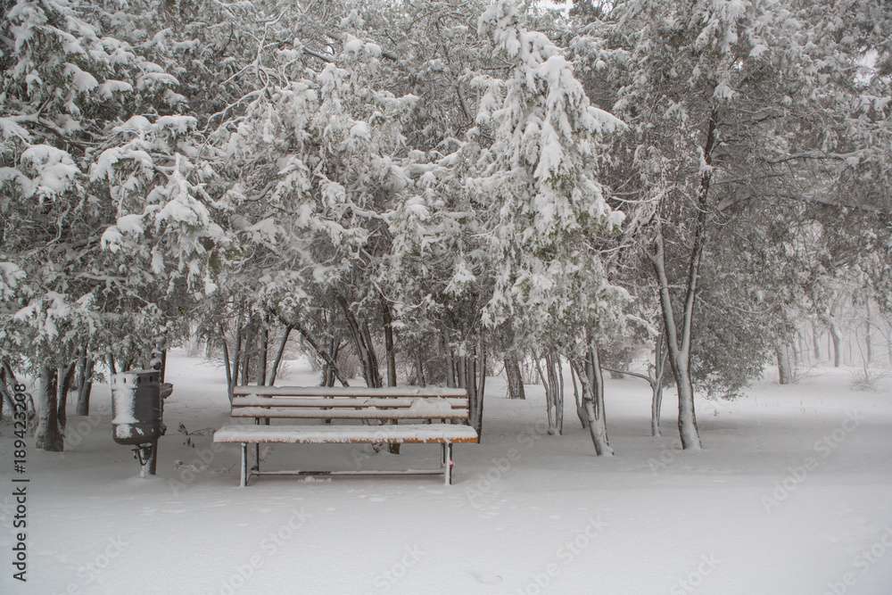 bench under the snow near snowy trees. Empty bench in forest under snow in winter