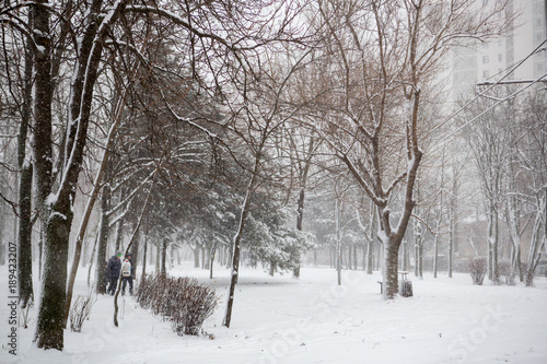 Blizzard. snowstorm in forest. strong snowstorm in park. snow-covered trees. © Alexey Lesik