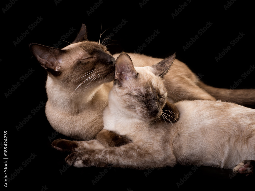 Tortie point Siamese cat getting a good cleaning from a chocolate point, on dark background