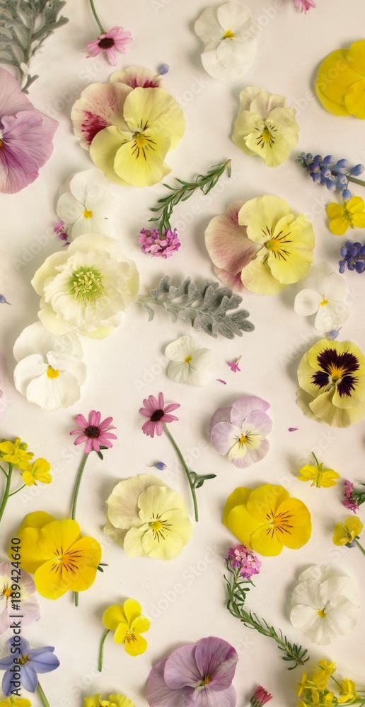 ナチュラルな春の花の花びら 白背景 Stock 写真 Adobe Stock