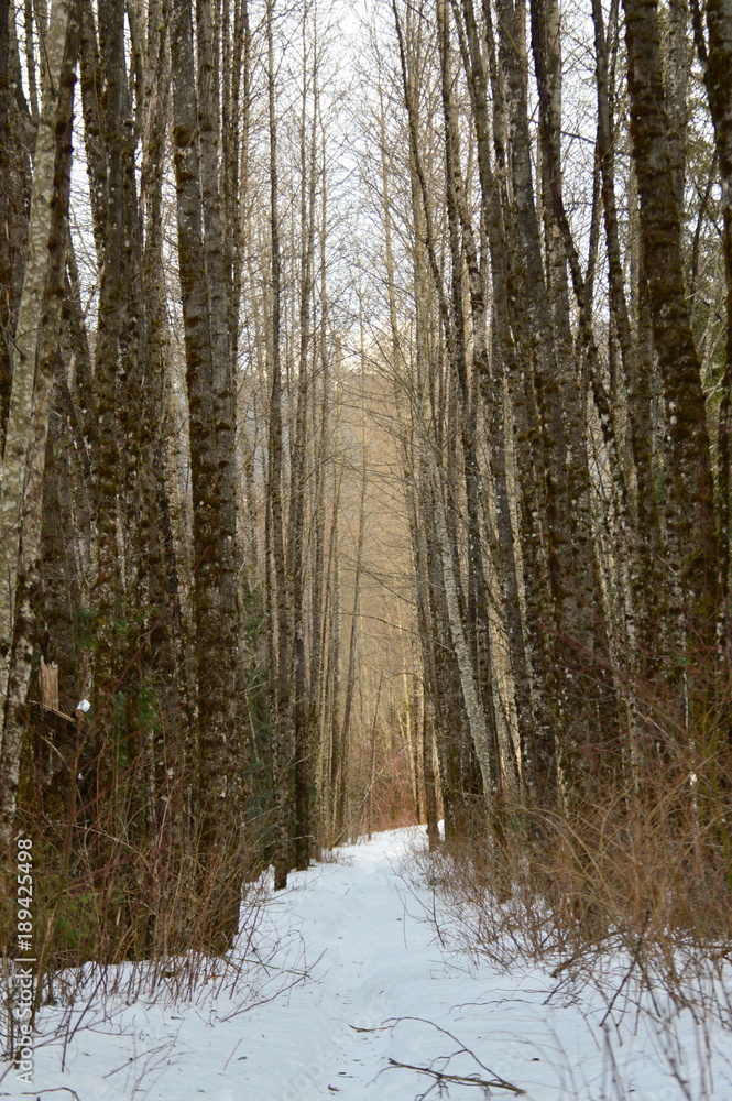 Naklejka premium Snowy trail
