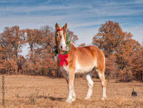 Blond Belgian draft horse standing in winter pasture wearing a Christmas wreath arounf his neck and a red bow in his forelock