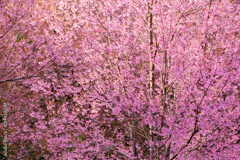 Thailand's Cherry Blossom at Phu Lom Lo