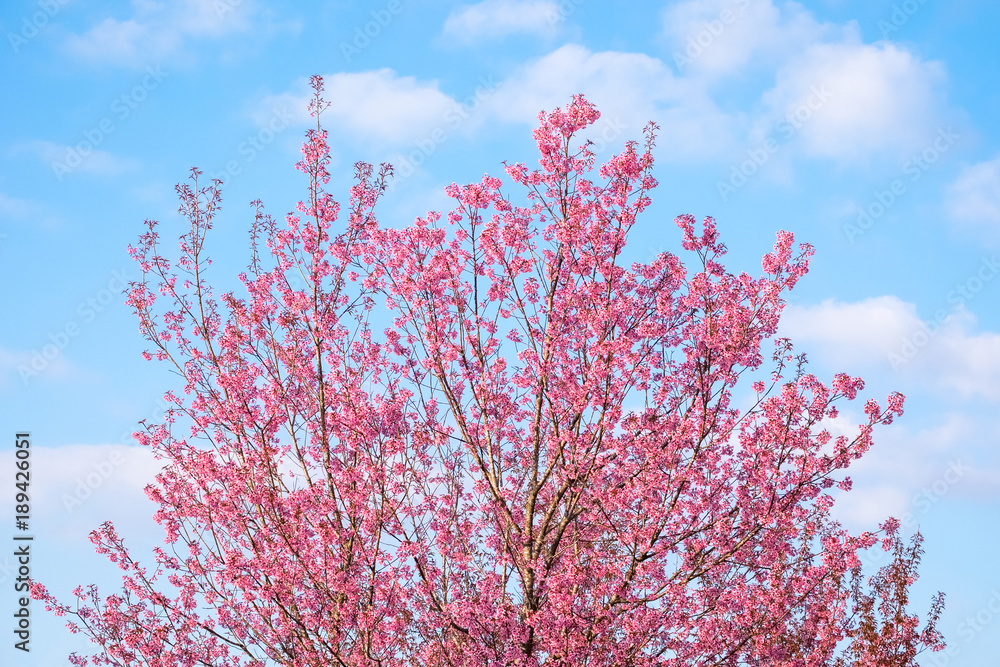 Thailand's Cherry Blossom at Phu Lom Lo Thailand's Cherry Blossom at Phu Lom Lo