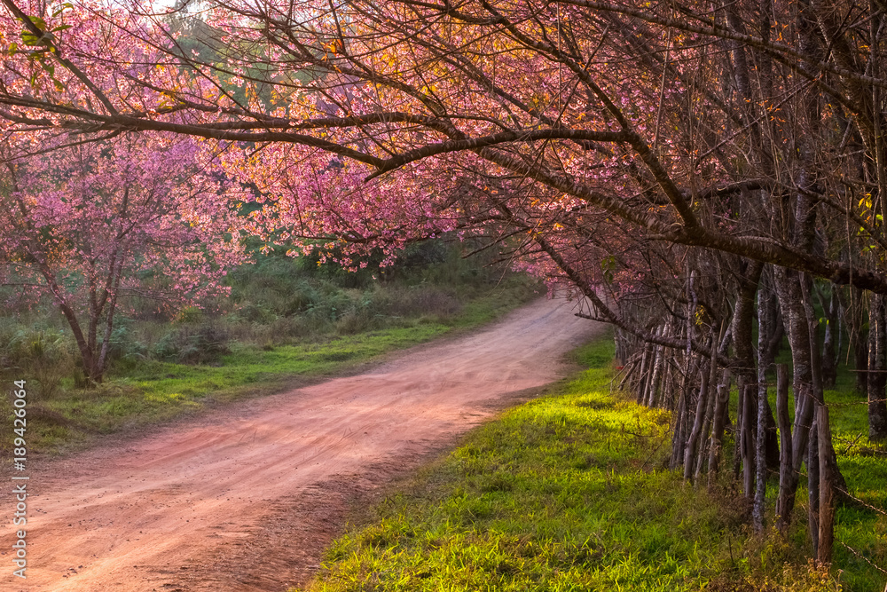 Obraz premium Thailand's Cherry Blossom at Phu Lom Lo
