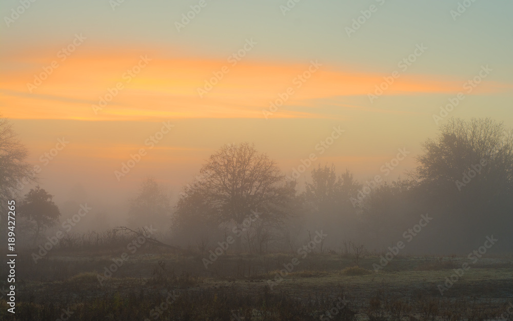 Low lying fog wrapping around trees in early morning before sunrise, with clouds in golden tones