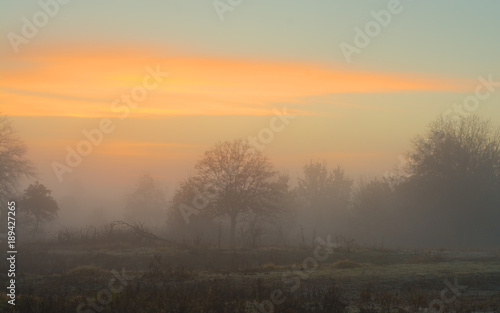 Low lying fog wrapping around trees in early morning before sunrise, with clouds in golden tones