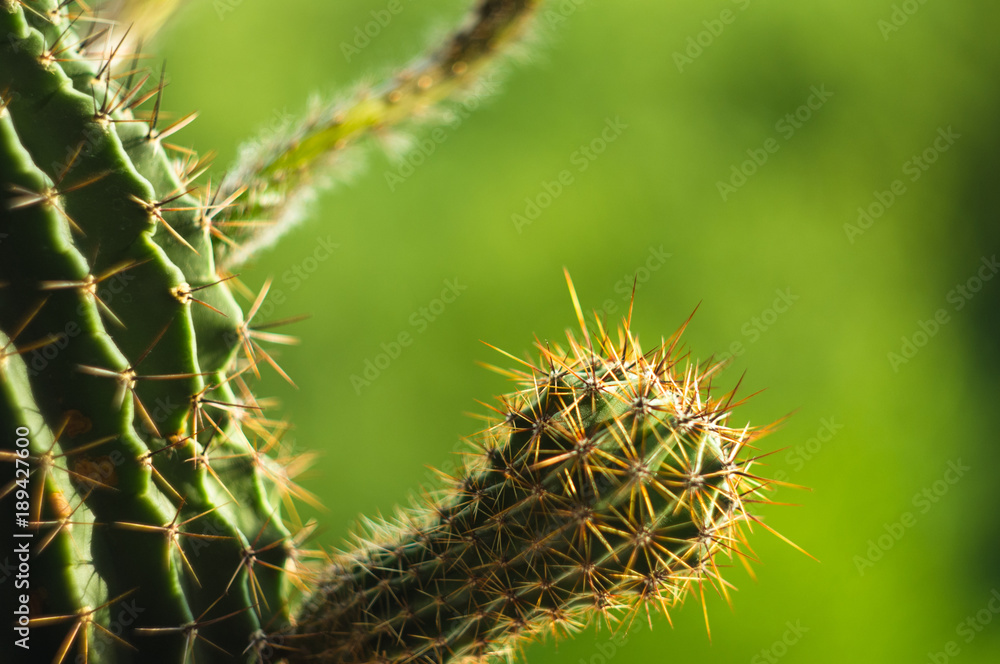 Cactus echinopsis tubiflora