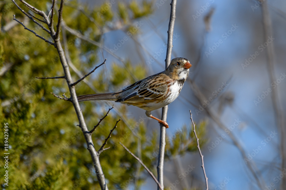 Harris's Sparrow - Zonotrichia querula Harris's Sparrow - Zonotrichia querula