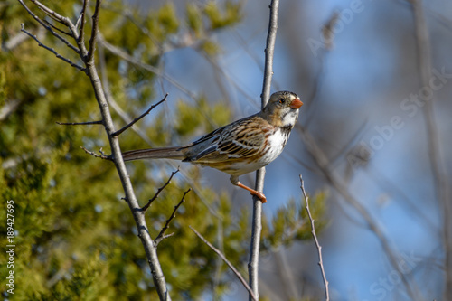 Harris's Sparrow - Zonotrichia querula © jwjarrett