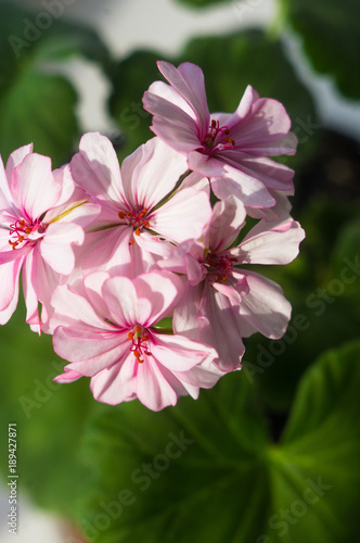 Pelargonium Geranium flowers