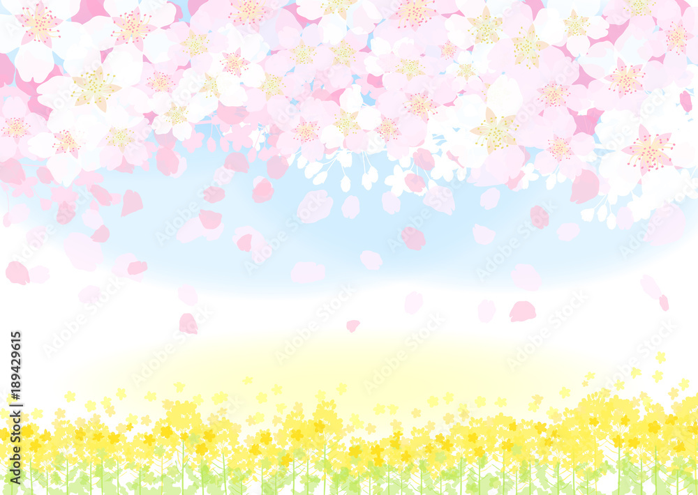 菜の花　桜