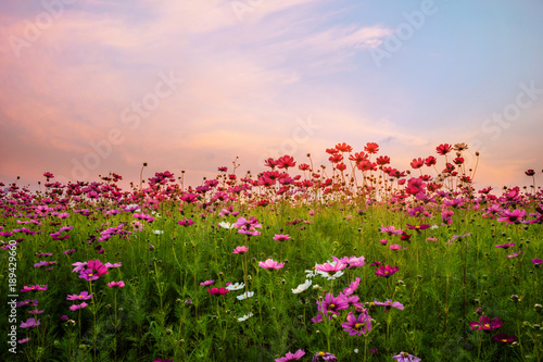 Beautiful cosmos flower in field at sunset