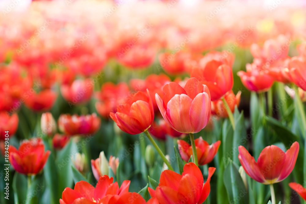 Colorful tulips flowers in the garden. Beautiful bouquet of tulips.
