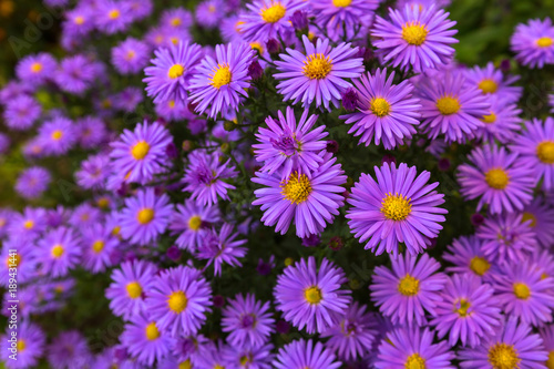 Purple flowers of Italian Asters, Michaelmas Daisy (Italian Starwort, Fall Aster, violet blossom)