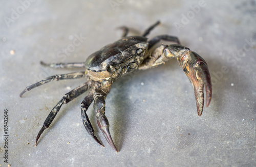 Close up of a big field crab or ricefield crab.