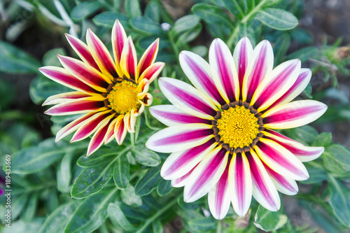 Beautiful flower and green leaf background in flower garden at sunny summer or spring day for postcard. beauty decoration and agriculture idea concept design. Gazania flower. Gazania sp. ASTERACEAE