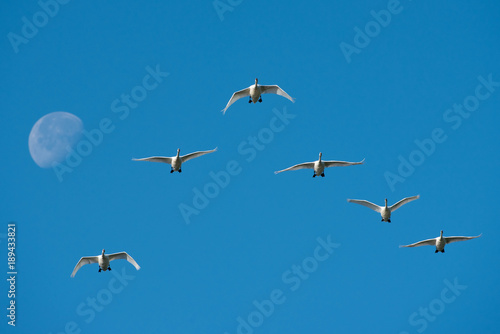 Mute Swan (Cygnus olor)