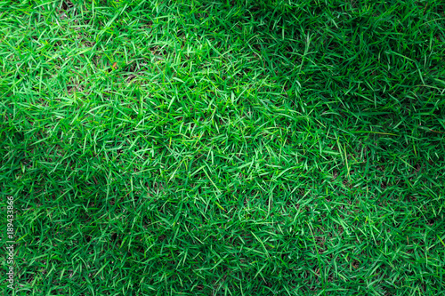 Green grass texture or green grass background. green grass for golf course, soccer field or sports background concept design. Natural green grass.