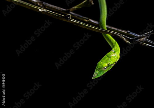 Beautiful green Vine snake (Ahaetulla nasuta) hanging from the branches side portrait against dark natural background