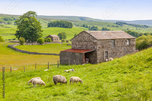 Sheep and a Barn in the Yorkshire Dales