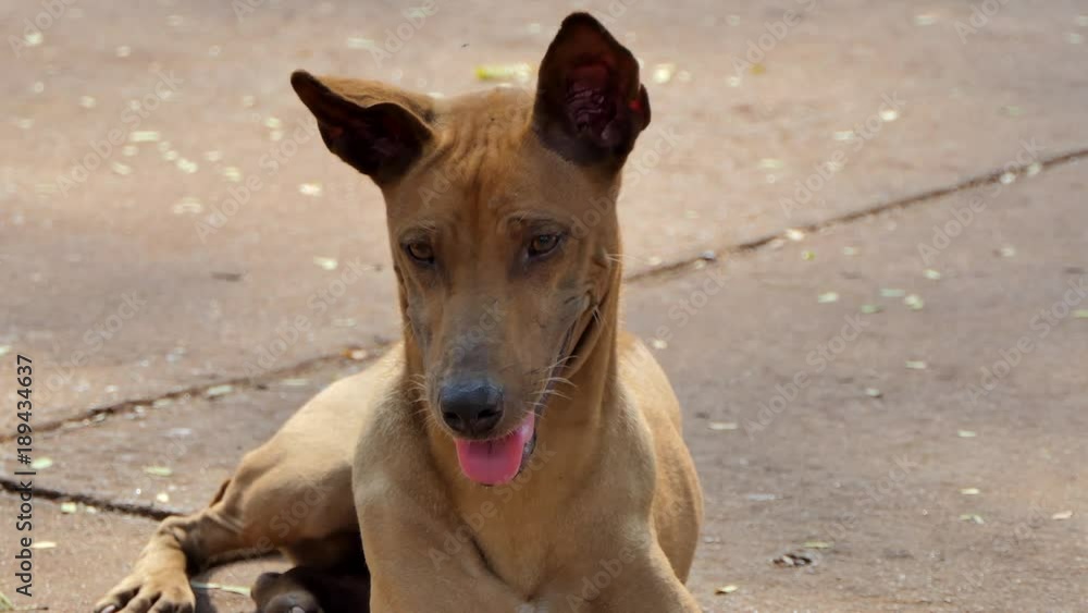 Stray dog body gaunt live in roadside, it is non have owner. Native dog of Thailand. Stray dog body gaunt live in roadside, it is non have owner. Native dog of Thailand.