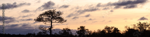 Banner with a single pine tree at sunrise. Enda, Estonia.
