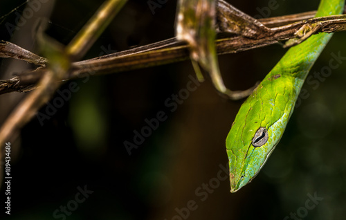 Beautiful green Vine snake (Ahaetulla nasuta) hanging from the branches side portrait against dark natural background