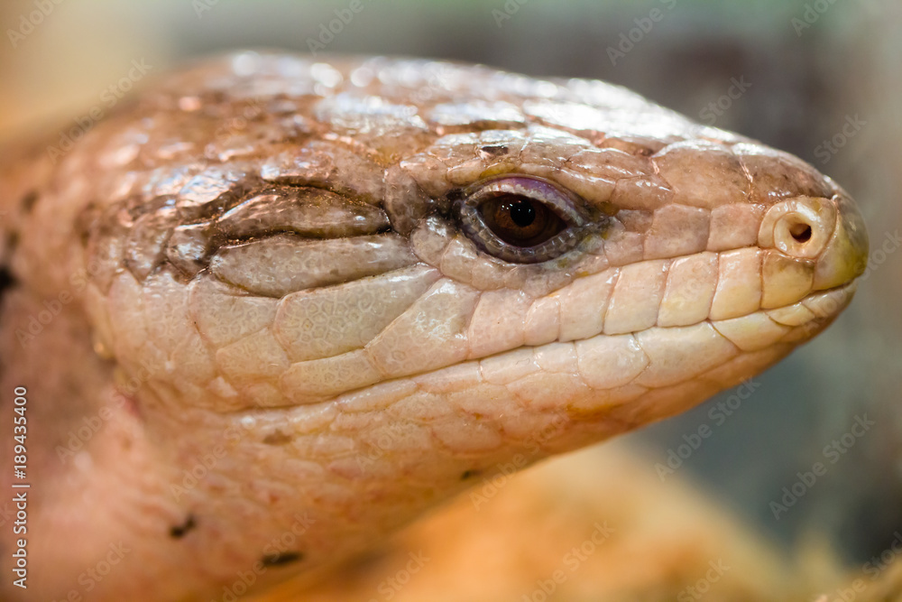 macro portrait of a skink macro portrait of a skink
