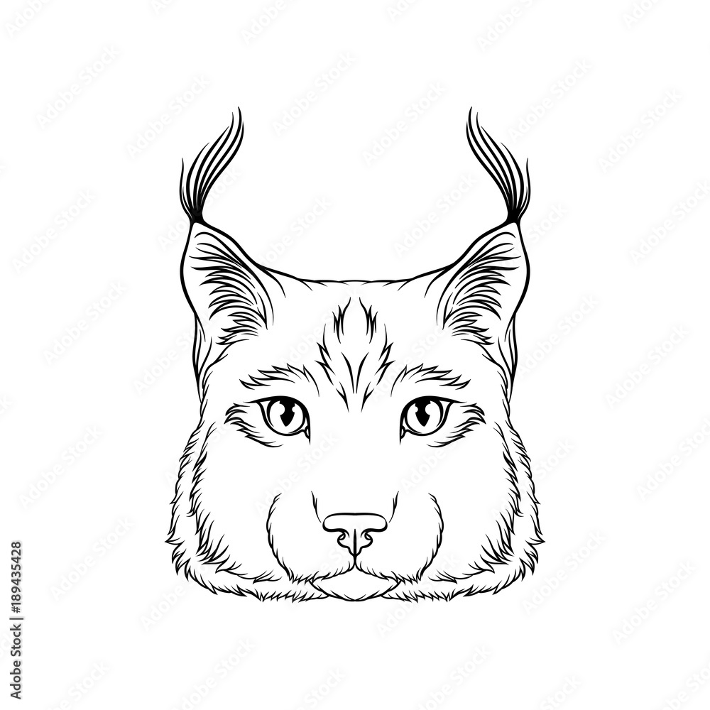 Obraz premium Sketch of lynx head, portrait of wild serval cat animal black and white hand drawn vector Illustration
