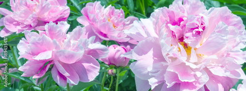 banner ombre trendy pink peonies on a bed in the park