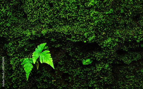 Beautiful small green fern leaf growing from side of the wall along with green moss background