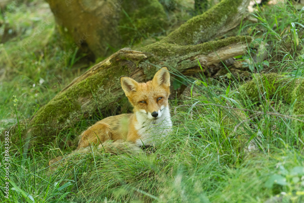 Red Fox Animal Red Fox Animal