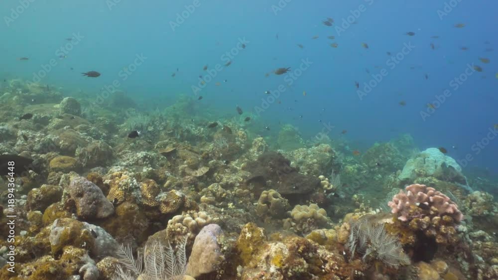 Fish and coral reef. Dive, underwater world, corals and tropical fish. Bali,Indonesia. Diving and snorkeling in the tropical sea. Travel concept. 4K video. Fish and coral reef. Dive, underwater world, corals and tropical fish. Bali,Indonesia. Diving and snorkeling in the tropical sea. Travel concept. 4K video.