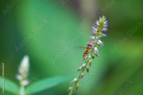 Macro shot of hover fly flying over wild flowers to drink nectar against isolated green natural background