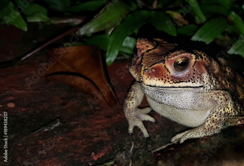 Beautiful high contrast vividly colored black spotted toad in its natural habitat and with sharp details