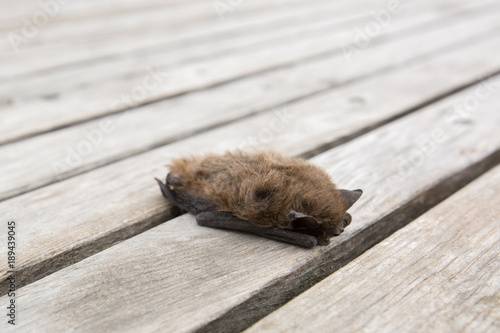 Cute little small brown bat on wooden background in Italy, Europe.