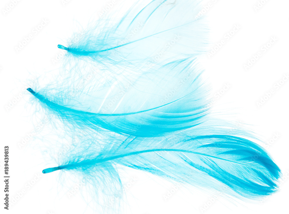 Fototapeta premium niebieskie pióra na białym tle