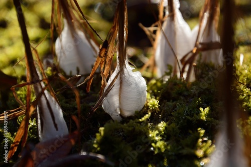 厳寒の朝に氷柱を形成するシモバシラ（植物）の珍しい自然現象 photo