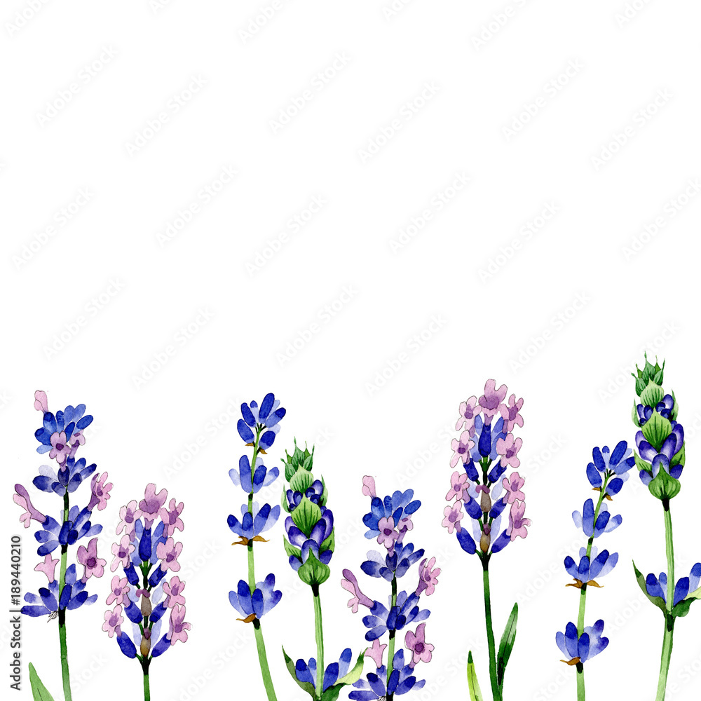Obraz premium Wildflower lavender flower in a watercolor style isolated. Full name of the plant: lavender. Aquarelle wild flower for background, texture, wrapper pattern, frame or border.
