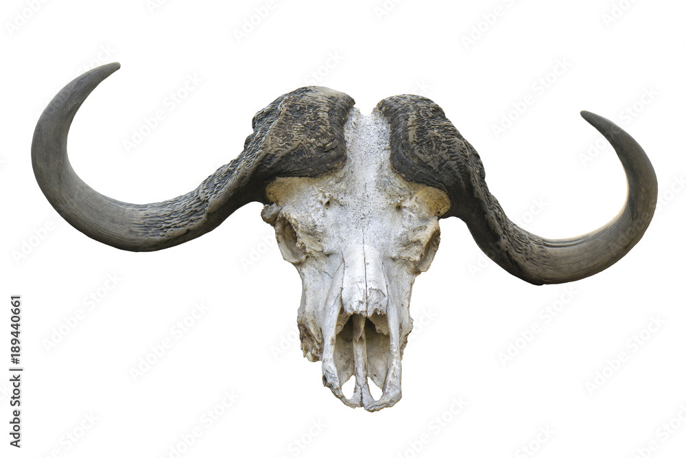 Obraz premium buffallo skull isolated