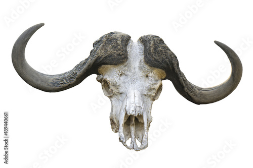 buffallo skull isolated