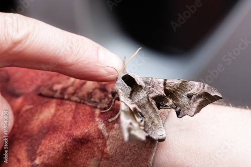 Moth sits on the palm of your hand