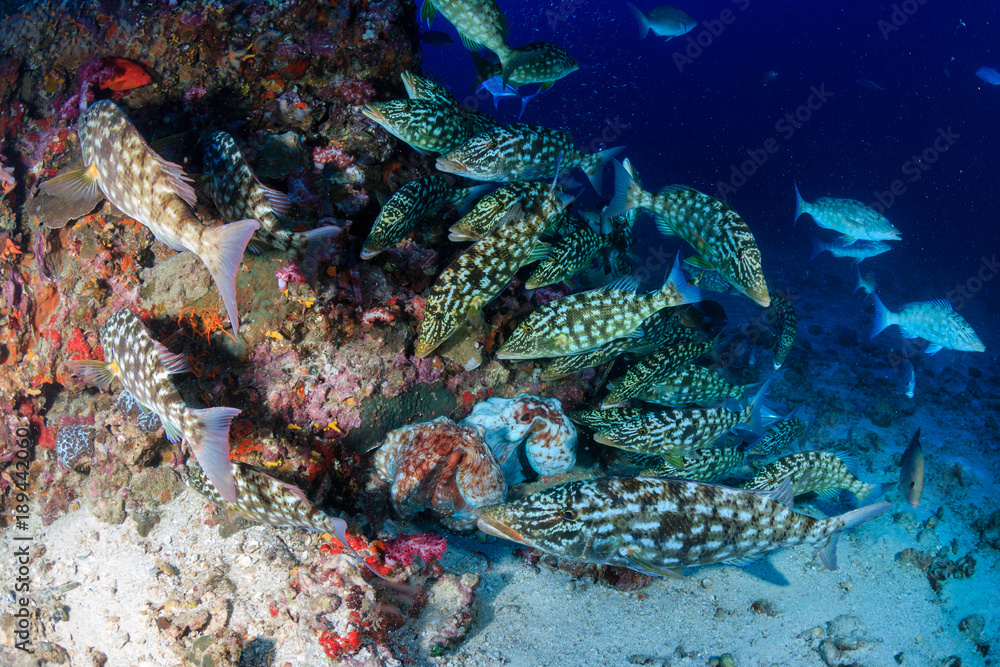 Hungry Trevally and Emperor hunt around 2 mating Octopus on a coral reef