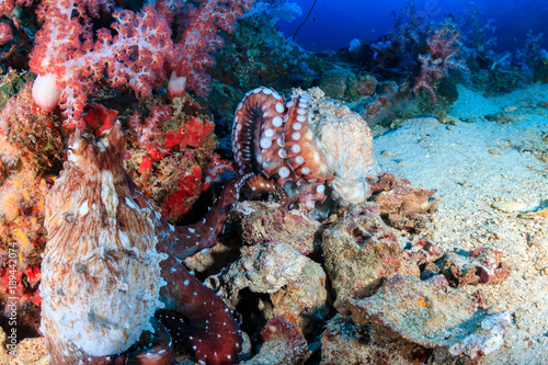 A pair of mating Octopus on a deep, tropical coral reef
