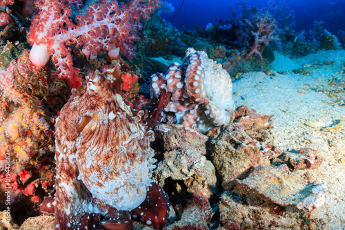 A pair of mating Octopus on a deep, tropical coral reef