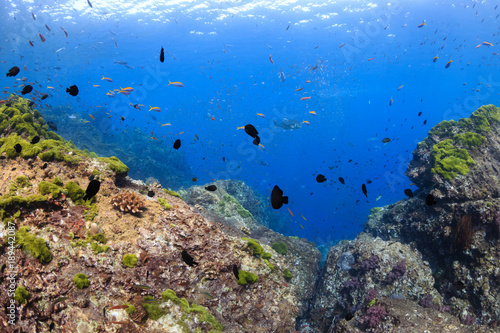 Fototapeta Naklejka Na Ścianę i Meble -  A colorful, shallow water tropical coral reef
