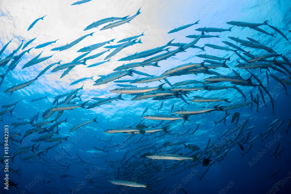 A swirling school of Barracuda on a tropical coral reef