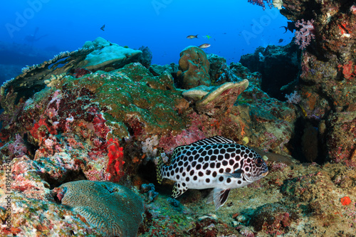 Sweetlips and other tropical fish on a coral reef